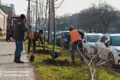 В Благовещенске высадят липы и курильский чай