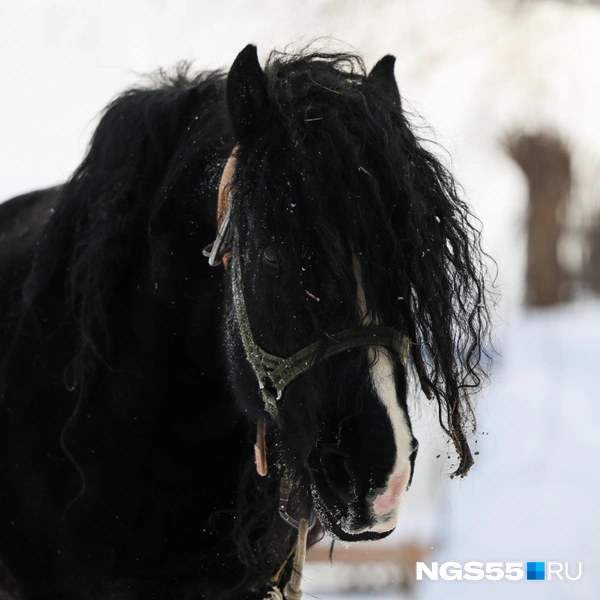 Гром — второй конь семьи Оксаны | Источник: Евгений Софийчук / NGS55.RU