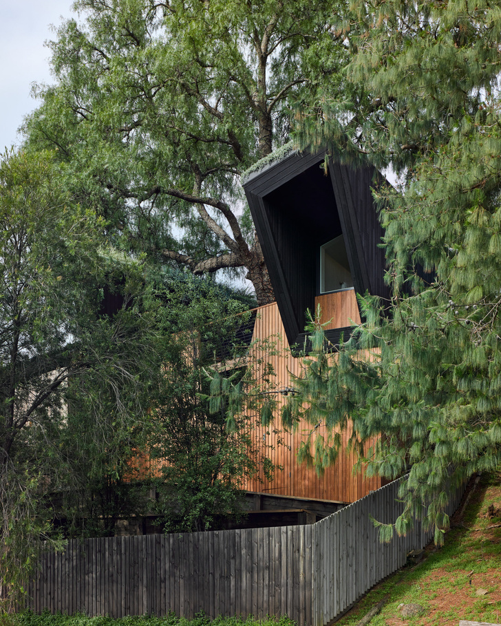 Необычный дом c деревом посередине в Австралии