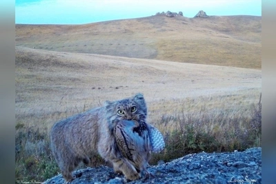 В Даурском заповеднике построят убежища для манулов