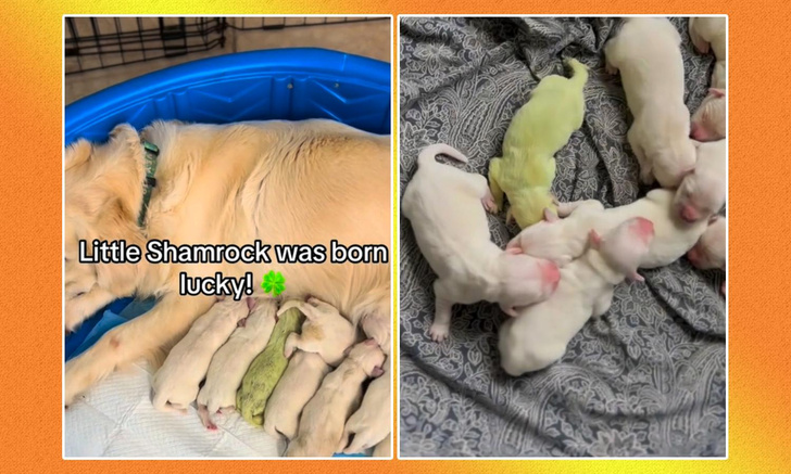 Случай редкий, но не уникальный: у самки золотистого ретривера родился зеленый щенок