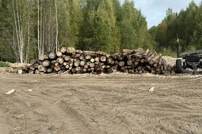В Кировской области пресекли пять крупных незаконных рубок леса