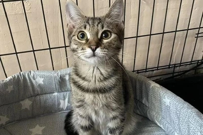 В Воронеже ищут дом для котенка, пережившего лютую зиму