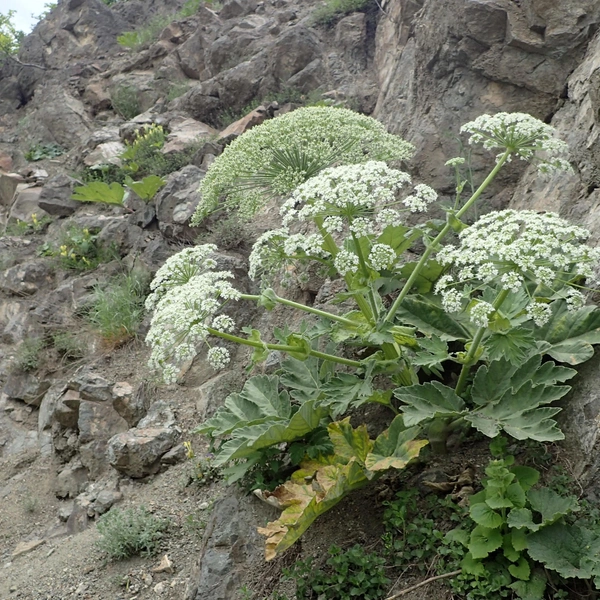 Борщевик переднеазиатский (Heracleum antasiaticum)&nbsp;— растет в Грузии, Турции, Иране | Источник: Wikimedia Commons 