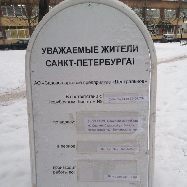 Гравитация победила. На Петроградке срубят вековой дуб | Источник: Сергей Елгазин