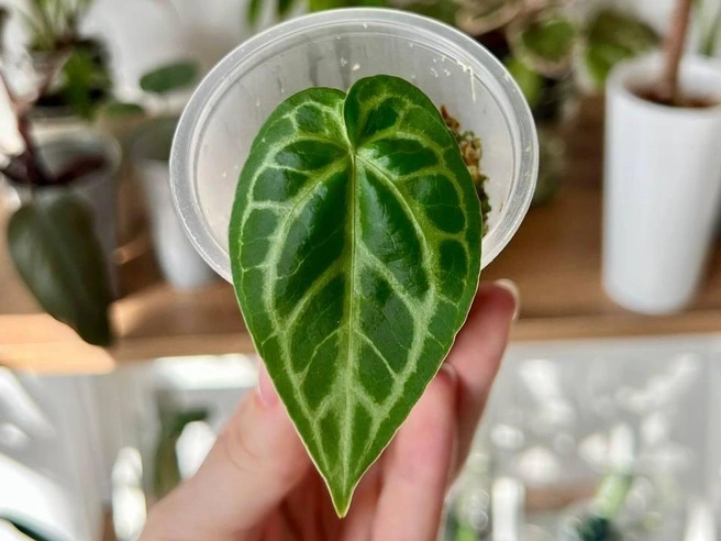 Растение Зили | Источник: kust1kkk / T.me