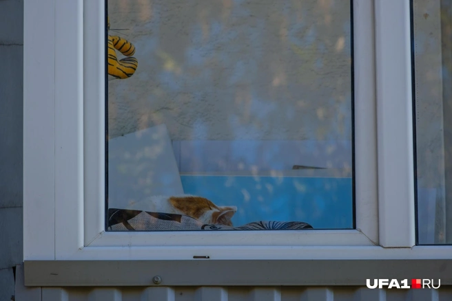 На фото два тигра. Найдет самый внимательный | Источник: Булат Салихов / UFA1.RU