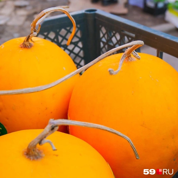 Какие хвостатые! | Источник: Тимофей Калмаков / 59.RU