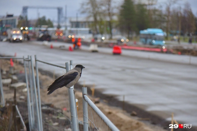 Источник: Иван Митюшёв / 29.RU