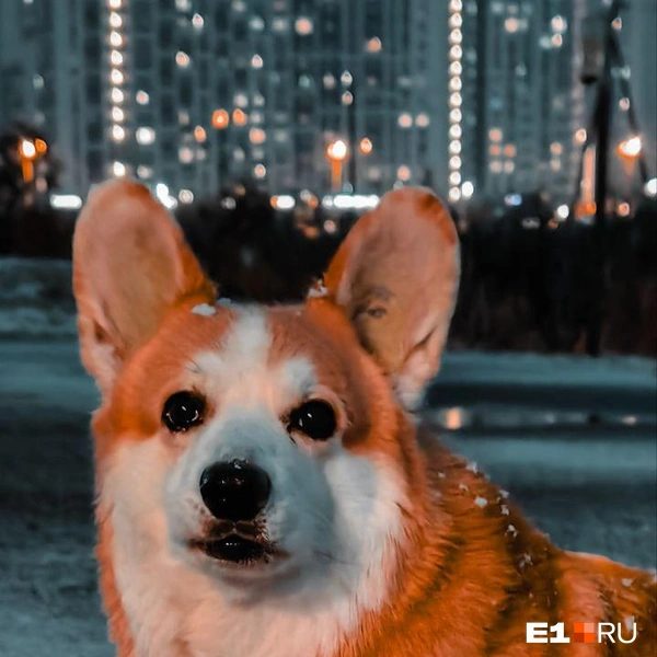 Источник: читатель E1.RU