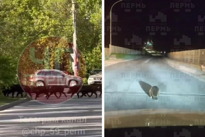 Кабаны перебежали дорогу в Верхней Курье, а бобер прикинулся машиной и спокойно шел через КамГЭС | Источник: ЧП Пермь / Telegram, МОЙ ГОРОД — ПЕРМЬ! / Telegram