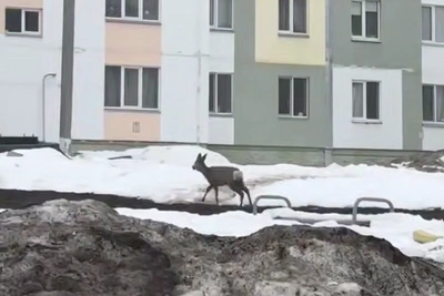 Маленькая косуля забрела в Нижнекамск: идут поиски