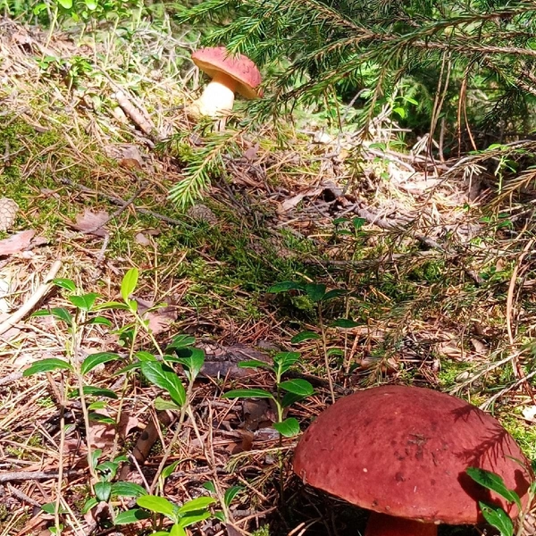 Источник: Людмила Буздалова / «Уральский яжегрибник» / Vk.com