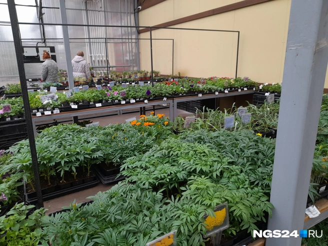 Дачные джунгли | Источник: Татьяна Зарва / NGS24.RU 