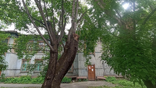 Деревья рядом с домом&nbsp;— это, казалось бы, хорошо. Но многие из них&nbsp;— аварийные | Источник: Анна Сарапульцева /45.RU