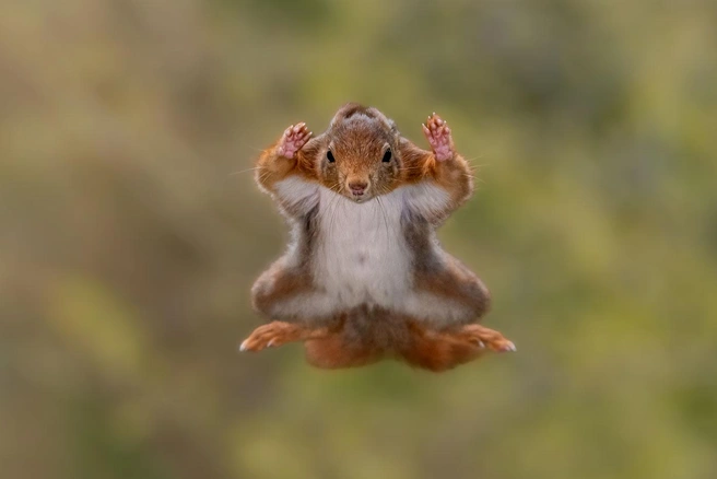 Источник: Stefan Cruysberghs / Nikon Comedy Wildlife Awards