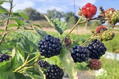 Садоводам компенсируют обработку от клещей и кадастровые работы