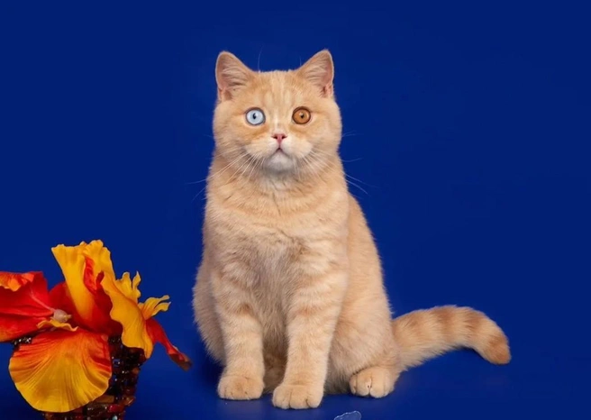 У котика необычные глаза и пушистая шерстка | Источник: Avito.ru