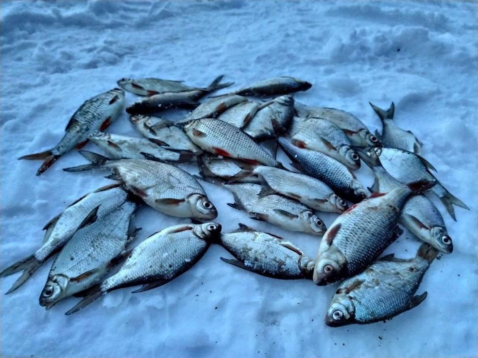 И кто сказал, что в феврале не клюет? | Источник: Fishgo.online