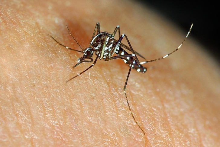 Жужжащие в темноте: 7 фактов о комарах, которые вас удивят