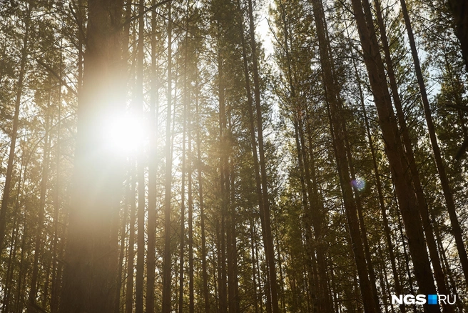 Специалисты прогнозируют теплую погоду | Источник: Александр Ощепков / NGS.RU