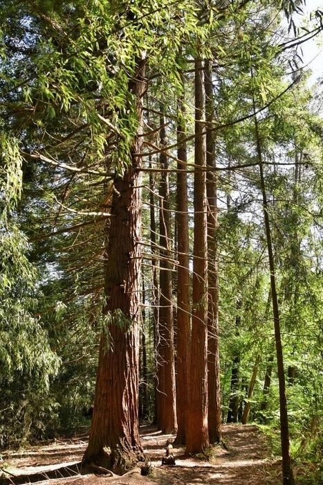 Секвойи в роще пробкового дуба в Кудепсте  | Источник: предоставлено Владимиром Костиниковым 