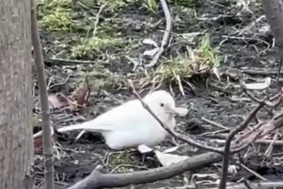 В Петербурге заметили белого воробья: причина в лейкизме