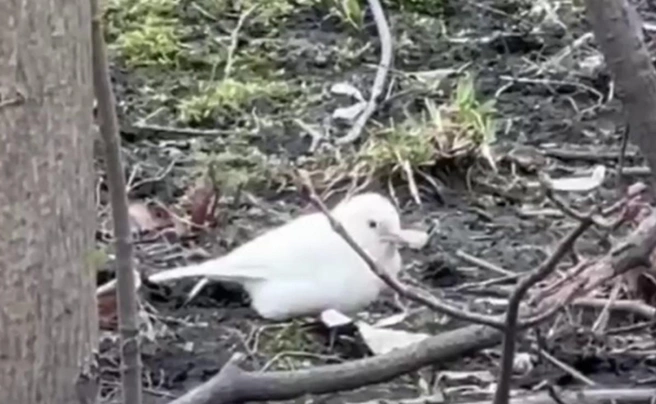 В Петербурге заметили необычного воробья: биолог объяснил редкую мутацию