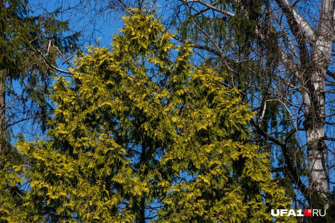 Вечнозеленое дерево, похожее на тую | Источник: Булат Салихов / UFA1.RU