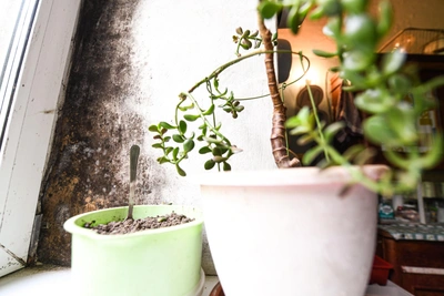 Three key errors that kill indoor plants, even cacti