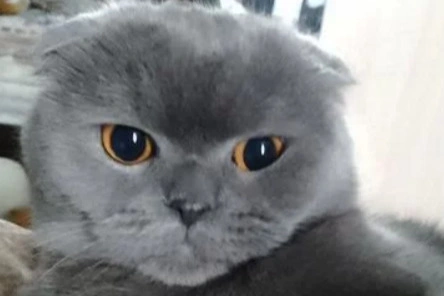 Этого красавца пытаются продать за 100 миллионов рублей | Источник: «Авито»