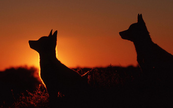 Собака, которая гуляет сама по себе: как Австралия стала для динго охотничьим раем и едва не погубила их