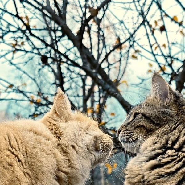 Похоже, друг с другом коты ладят | Источник: читатель NN.RU