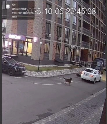 Источник: стоп-кадр с видео / читатель Voronezh1.ru