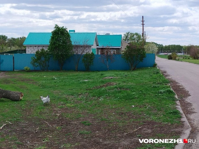 Источник: Дмитрий Волгин / Voronezh1.ru