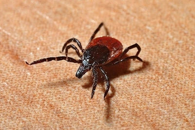 В Забайкалье зарегистрировали 76 случаев укусов клещей