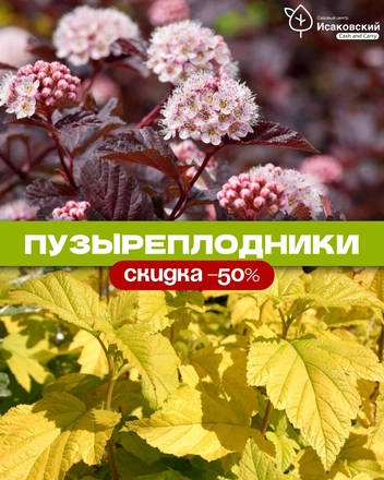 Источник: садовый центр «Исаковский»