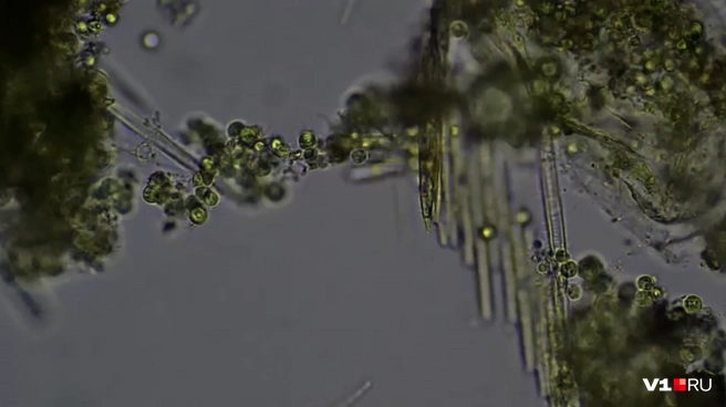 Эта кроха умеет двигаться и даже выделяет яд. | Источник: Николай Онистратенко