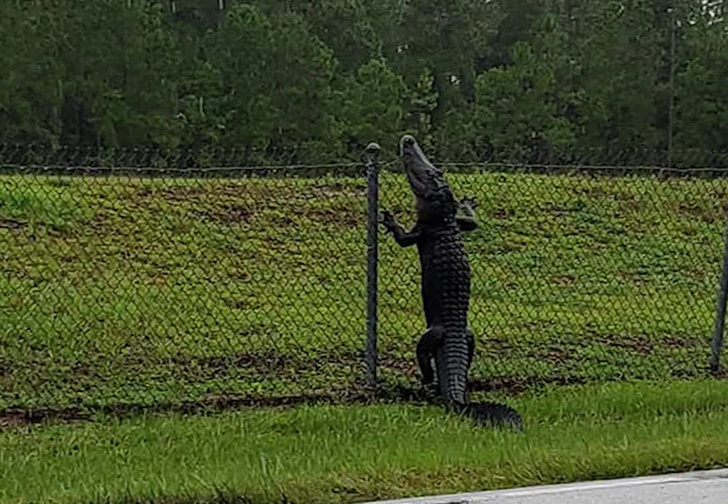 Во Флориде здоровый аллигатор проник на военно-морскую базу, перемахнув через забор (видео)