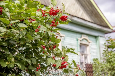Пять растений, которые привлекают тлю