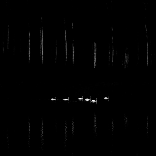 Второе место в номинации «Черно-белое фото» | Источник: Mateusz Matysiak / Nature Photographer of the Year 2025