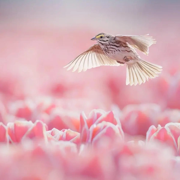 Финалист в номинации «Птицы в полете» | Источник: Protik Hossain / Bird Photographer of the Year 2025