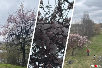 В Ярославле расцвела сакура: весенние виды и фото