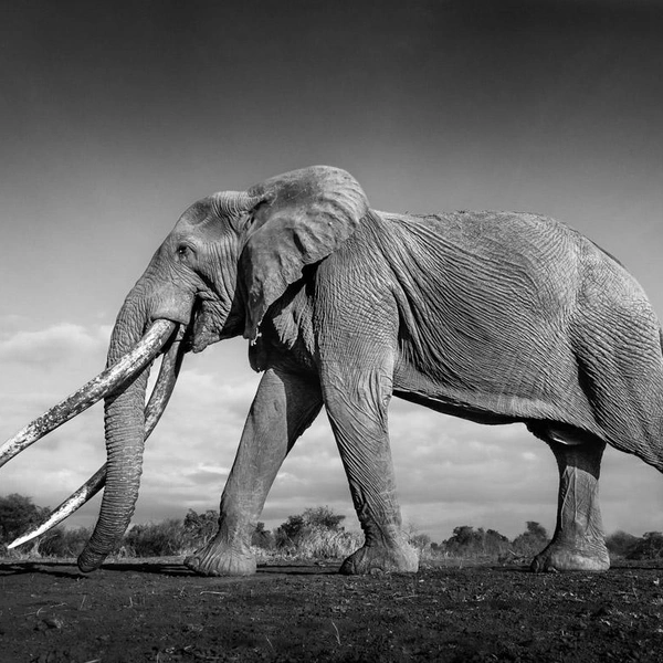 Источник: Florian Kriechbaumer / AAP B&amp;W 2025