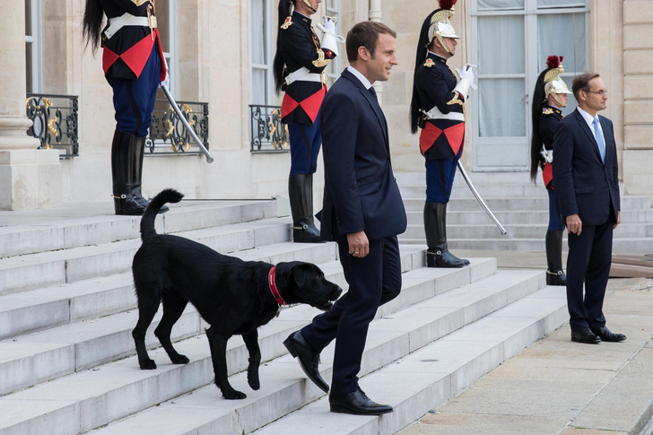 Дай лапу: собаки французских президентов