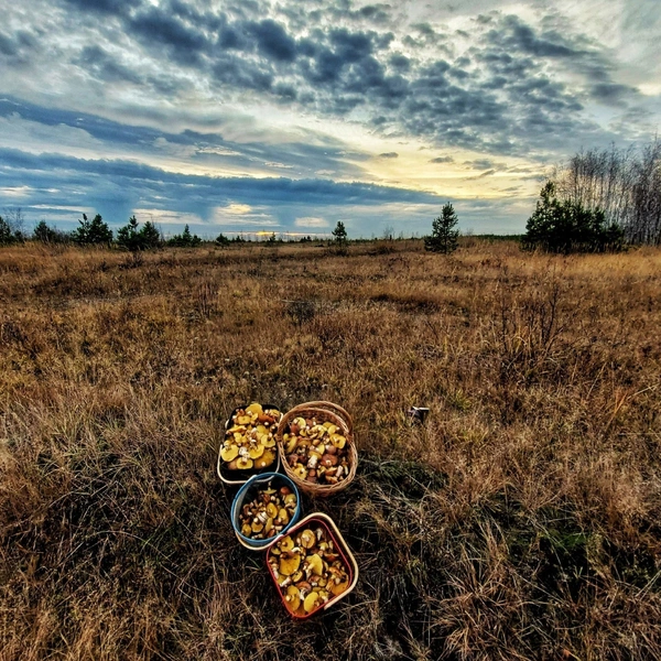 Источник: Василий Потапов / Грибы в Подмосковье 2025 / VK.com