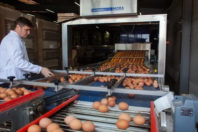 Буйская птицефабрика не поднимет цены на яйца