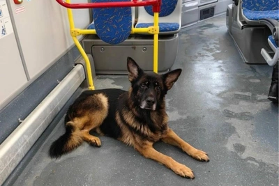 В Нижневартовске повторилась история Хатико: собаку бросили