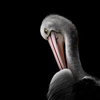 Изящный пеликан и мертвая коала: оцените снимки победителей конкурса Australian Geographic Nature Photographer of the Year 2026