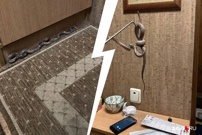 Волонтерам удалось его поймать змееловкой | Источник: Волонтеры «Дикого Леса» / Telegram